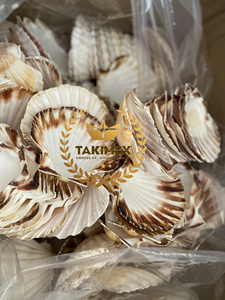 100% conchas marinas de vieiras pulidas hechas a mano estilo Animal Natural para decoraciones para el hogar embalaje OEM de Vietnam - Product Image 6