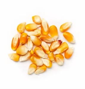 Nouvelle récolte de maïs sucré canadien jaune à prix très avantageux, maïs jaune frais biologique du Canada, qualité supérieure, maïs sucré cru - Product Image 1