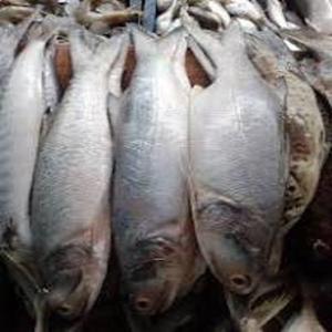 Salmón Congelado IQF Delicioso, Hecho en Fábrica Profesional - Product Image 2