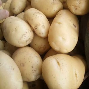 High Quality 100% Organic <b>Fresh</b> <b>Potatoes</b> Wholesale Price Per Ton Cheap Price - Product Image 2