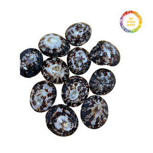 Las conchas de Lapa brillantes agregan un brillo a los proyectos y decoración del hogar - Product Image 3