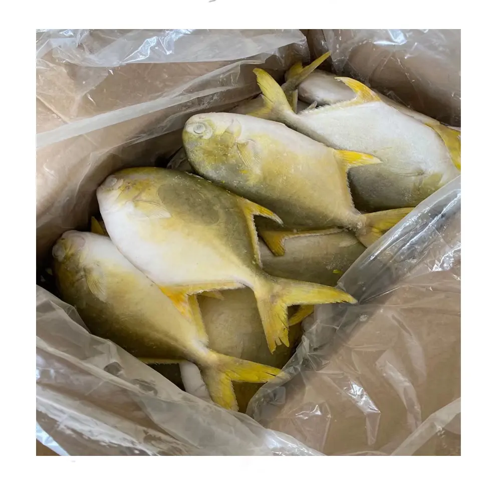 Pomfret fish price golden pomfret pompano