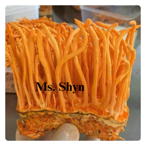 Venta al por mayor liofilizado Cordyceps Militaris flores secas Cordyceps Militaries seta 100% puro natural más valorado-Sra. Shyn - Product Image 1