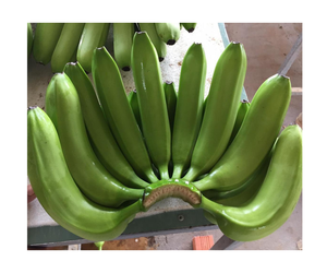 Banane Cavendish fraîche disponible pour l'exportation 100% banane Cavendish longue verte fraîche naturelle avec autocollant personnalisé - Product Image 1