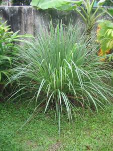 El mejor jabón de hierba de limón de Vietnam Tipo de plantación de flores frescas y secas al por mayor - Product Image 6