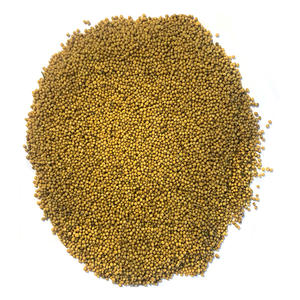 mustard seed whole suppliers