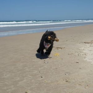 Palillo de Madera de Café Premium para Perros, Juguete Masticable Seguro, Natural y Ecológico para Perros, Favorece el Cuidado Bucal, de VIETNAM - Product Image 5