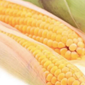 Huile de maïs comestible raffinée au prix d'usine, fournisseur en gros d'huile de maïs comestible raffinée, huile de maïs de la meilleure qualité à vendre à prix avantageux - Product Image 4