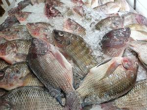 Filetes de Tilapia Orgánica Fresca, Congelada y Envasada a Granel para Exportación, Precio por Kg - Product Image 3
