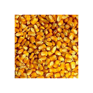 Nuevo cultivo de maíz amarillo sin OGM, alimento seco para animales de alta calidad, bueno para el consumo de animales humanos directamente del proveedor - Product Image 5