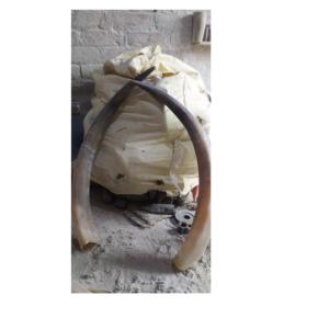 โบราณควายคู่ฮอร์นขายดีที่สุดคู่ฮอร์นสำหรับขนาดที่กำหนดเองบัฟฟาโลตกแต่งฮอร์นด้วยขัด - Product Image 3