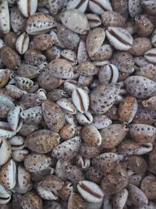 Conchas de cauri de tigre naturales hechas a medida Acabado pulido Tamaños surtidos Suministro a granel para la fabricación de joyas y artesanías decorativas - Product Image 2