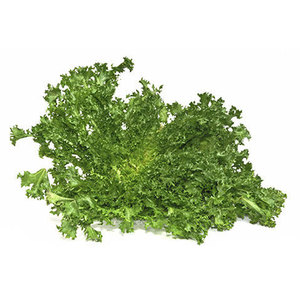 Chicorée d'endives en gros: Légumes à feuilles amères de qualité supérieure du fournisseur en vrac - Product Image 2