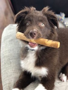 Wholesale Natural Coffee Dog <b>Chew</b> Wooden Sticks From Natural Coffee Tree Dog <b>Pet</b> <b>Chew</b> <b>Toy</b> with Good Price - Product Image 2