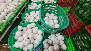 Jeunes noix de coco fraîches vietnamiennes Durée de conservation de 60 jours Marque TECHMIFOOD Prêt à expédier - Product Image 5