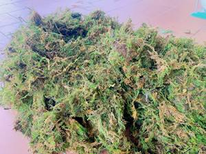 Meilleure qualité meilleur vendeur produit de plantation forêt séchée mousse verte Vietnam plantation d'orchidées - Product Image 3