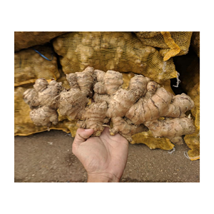 Vietnam suppliers offer <b>fresh</b> <b>ginger</b> cleaned and ready bulk <b>fresh</b> <b>ginger</b> perfect for shipping export <b>fresh</b> <b>ginger</b> offered - Product Image 3