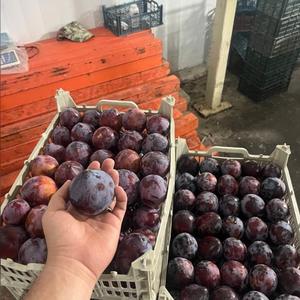 Prunes Fraîches de Qualité Supérieure Classe I - Variétés Douces Violettes Victoria & Black Diamond - Fruits à Noyaux de Qualité Export - Haute Teneur en Brix 12%+ - Product Image 4