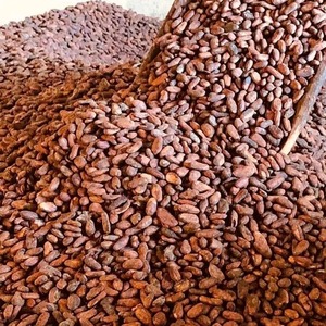 Prêt à être transformé en gros fèves de cacao fermentées séchées au soleil fèves de cacao vertes grillées et crues - Product Image 3