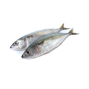 ปลาแมคเคอเรลสดคุณภาพเยี่ยม - Product Image 4