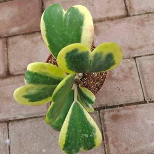 <span class=keywords><strong>Pianta</strong></span> <span class=keywords><strong>Succulenta</strong></span> Hoya Kerrii Variegata a Forma di Cuore in Vaso da 9cm per Decorazione d'Interni - Product Image 3