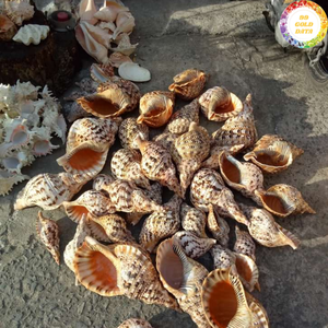 Trompette Triton en coquillage fabriquée au Vietnam à partir de coquillages naturels solides pour l'artisanat et l'usage domestique - Product Image 6