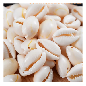 Conchas de océano pequeñas mixtas de 2-3cm para artesanos, ideas de decoración de verano y adornos de playa - Product Image 1