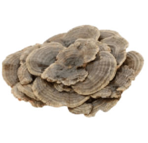 Cápsulas de extracto de seta cola de pavo a base de hierbas ODM OEM personalizadas, Etiqueta Privada, extracto de cola de pavo, cápsulas de seta cola de pavo OEM - Product Image 2