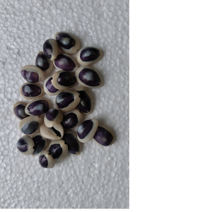 Coquillages violets naturels sur mesure avec trous idéaux pour les créateurs de bijoux et les magasins de perles pour la fabrication de colliers - Product Image 1