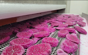 Fruta de dragón recién congelada/Superalimento tropical Premium, Vietnam al por mayor - Product Image 6