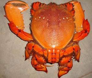 Cangrejo Real Rojo Fresco Entero de 0.33 kg en Venta - Product Image 6