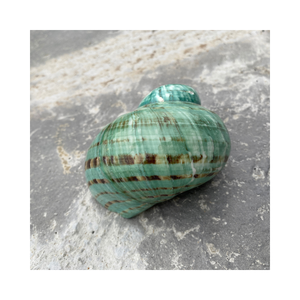 Cáscaras de Caracol seleccionadas a mano, conchas marinas, material artesanal natural Premium para arte DIY, decoración del hogar y Creaciones únicas hechas a mano - Product Image 1