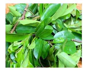 Hoja de Guanábana seca de Vietnam asequible Hoja de Guanábana seca de Graviola de alta calidad para té Bajo costo Calidad de exportación Vendedor superior - Product Image 2