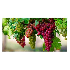 Uvas sin semillas de globo blanco orgánico de la mejor calidad, existencias frescas a granel, exportaciones al por mayor - Product Image 4