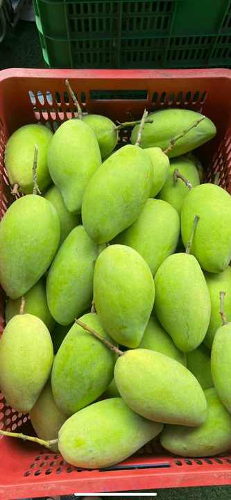 2024 Hot Selling Fresh mango Fresh Fruit With Large Quantity Ready to Export for Dried Fruit Snacks Wholesale Fresh mango