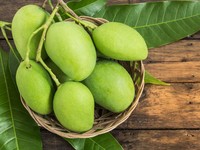 Goedkoopste Prijs Verse Mango Rijp Of Jong Mango Groen Of Geel Organe Mango Vers Fruit Tropisch Fruit
