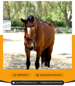 ชุดบังเหียนโรสวูด-เบอร์กันดีมีสิทธิบัตรจำกัด - Product Image 4