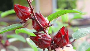 Roselle en conserve dans un sirop sucré, gousses d'artichaut rouge naturel pour la préparation de boissons et les garnitures de desserts - Product Image 2