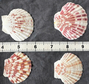 Conchas de vieira costeras bellamente conservadas para adornos navideños DIY y aplicaciones de artesanía con conchas de calidad profesional. - Product Image 3