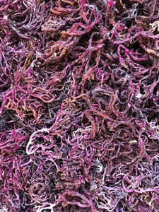 100% Organic <b>Dried</b> Sea <b>Moss</b> - Natural, Vegan Superfood for Skin and Health - Ms. Elite - Product Image 3