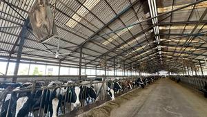 พัดลมอัจฉริยะ cowair hvls 700สำหรับงานหนักพัดลมอุตสาหกรรมสำหรับระบายความร้อนในโรงนาใช้ในโรงเรือนปศุสัตว์ - Product Image 3