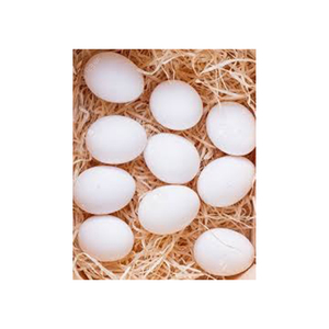 ไข่ไก่ขาวคุณภาพออร์แกนิกขายส่ง ผู้ผลิตสูง ใหม่ วัสดุที่ดีที่สุด ด้วยราคาถูก - Product Image 6