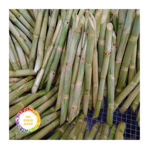Caña de azúcar congelada de primera calidad: palitos pelados y cortados para producción de jugo al por mayor y mercados de alimentos étnicos - Product Image 4