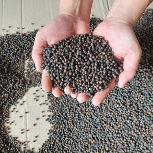 Venta al por mayor nueva cosecha de pimienta negra especias condimentos sabor picante de alta calidad forma entera hierba cruda exportación precio bajo Vietnam - Product Image 4