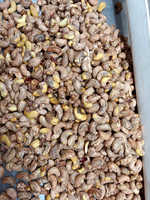 Noix de cajou vietnamiennes W180 prêtes à l'exportation, noix de cajou grillées de qualité supérieure, nourriture instantanée, meilleure qualité, angle