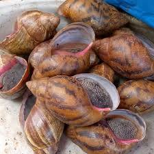 Caracoles gigantes africanos Frescos/Caracoles vivos procesados, congelados, secos y frescos a la venta - Product Image 5