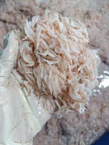 ¡Caliente! Camarón bebé seco, con precio competitivo y alto estándar de exportación de VIETNAM, listo para enviar - Product Image 5