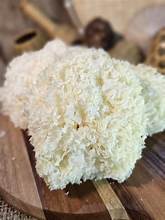 SUPERALIMENTO A BASE DE PLANTAS DE HONGO BLANCO SECO DE ALTA CALIDAD PARA EL CUIDADO DE LA BELLEZA DE DETOX Y APOYO A LA FUNCIÓN INMUNE - Product Image 5