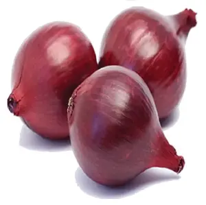 Top Quality Fresh Onions for sales