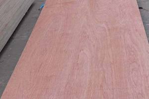 Contreplaqué d'eucalyptus de conception moderne commerciale, âme en bois dur, face en Bintangor/Okume/Pin - Product Image 3